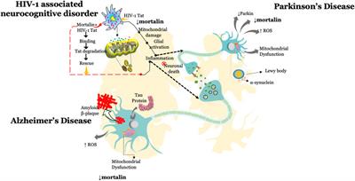 Insights Into the Role of Mortalin in Alzheimer’s Disease, Parkinson’s Disease, and HIV-1-Associated Neurocognitive Disorders